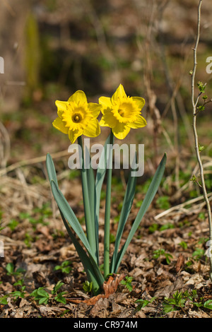 Narcissus, Daffodils (Narcissus sp.) in spring, Germany, Europe Stock Photo