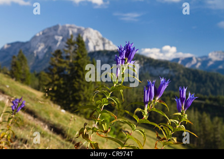 Willow Gentian (Gentiana asclepiadea), Alps, Austria, Europe Stock Photo