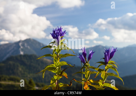 Willow Gentian (Gentiana asclepiadea), Alps, Austria, Europe Stock Photo