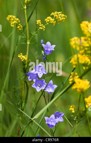 Harebells (Campanula rotundifolia) and Lady's Bedstraw (Galium verum), Upper Bavaria, Bavaria, Germany, Europe Stock Photo