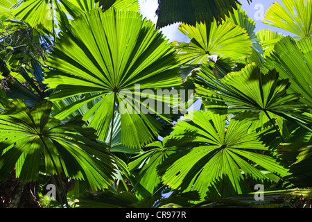 Australian Fan Palms (Licuala ramsayi) in the rainforest, Mission Beach, northern Queensland, Australia Stock Photo