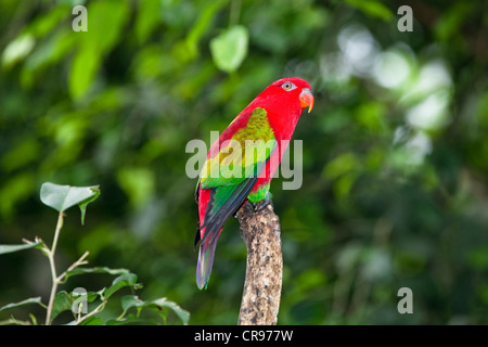 Chattering Lory (Lorius garrulus flavopalliatus), Moluccas, Indonesia, Southeast Asia Stock Photo