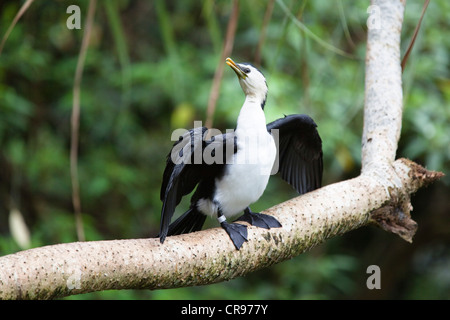 Little Pied Cormorant (Phalacrocorax melanoleucos melanoleucos), Atherton Tablelands, Queensland, Australia Stock Photo