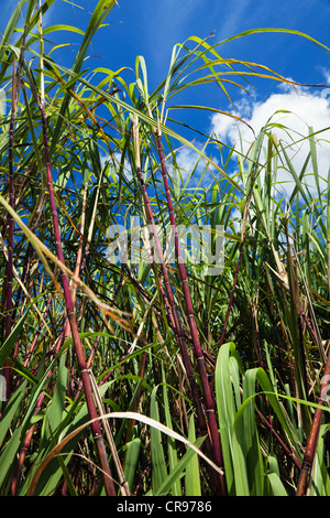 Sugar Cane (Saccharum officinarum), sugar cane plantation, Australia Stock Photo