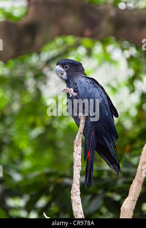 Red-tailed Black Cockatoo (Calyptorhynchus banksii), male, preening, Queensland, Australia Stock Photo