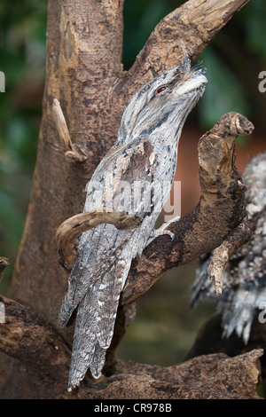 Tawny Frogmouth (Podargus strigoides), Queensland, Australia Stock Photo