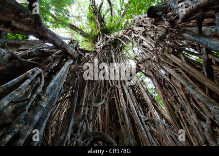 Strangler Fig Tree (Ficus virens), rainforest, Curtain Fig Tree National Park, Atherton Tablelands, Queensland, Australia Stock Photo