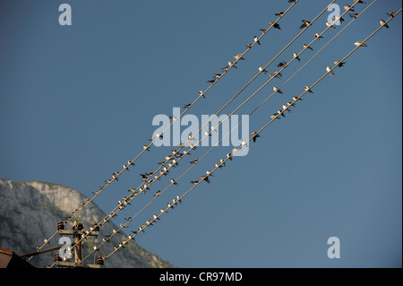 Common House Martins (Delichon urbicum) on high voltage power lines, Hallstatt, Salzburg, Austria, Europe Stock Photo