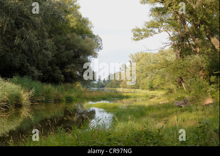 Floodplain landscape, Danube wetlands, Donau Auen National Park, Lower Austria, Austria, Europe Stock Photo