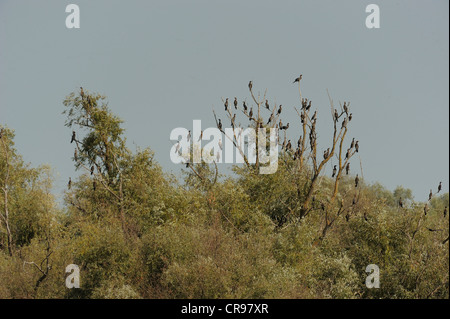 Pygmy Cormorants (Phalacrocorax pygmeus), Danube Delta, Romania, Europe Stock Photo