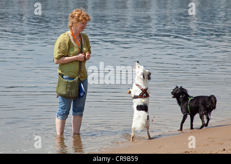 woman playing with her dogs beside River Elbe near Hamburg, Germany Stock Photo