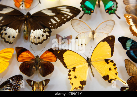 Collection of insects, moths, butterflies, beetles from around the world, the University Museum of Natural History, Oxford Stock Photo