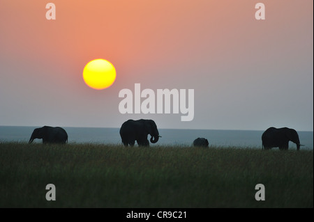 African bush elephant - Savanna elephant - Bush elephant (Loxodonta africana) herd grazing at sunrise Masai Mara Stock Photo