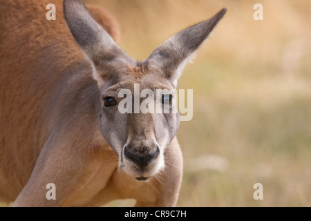 Kangaroo looks directly forwards the camera, Australia Stock Photo