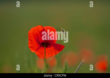 Poppies in the field with bee approaching in flight Stock Photo