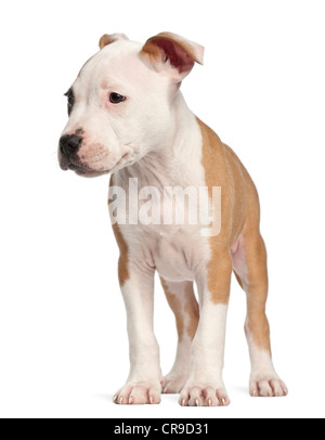 American Staffordshire Terrier puppy, 2 months old, standing against white background Stock Photo