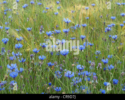 Cornflowers in a grainfield / Centaurea cyanus / Kornblumen im Getreidefeld