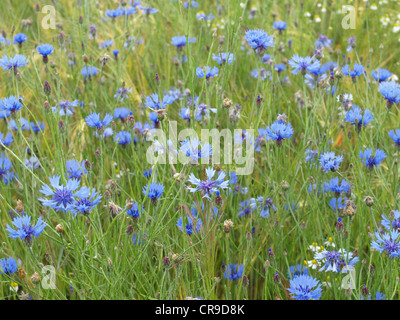 Cornflowers in a grainfield / Centaurea cyanus / Kornblumen im Getreidefeld