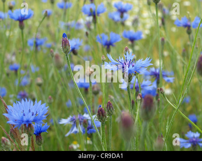 Cornflowers in a grainfield / Centaurea cyanus / Kornblumen im Getreidefeld