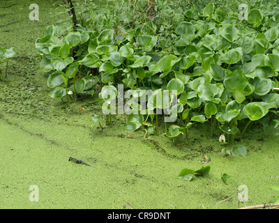 Calla, bog arum, marsh calla / Calla palustris / Sumpf-Calla, Drachenwurz Stock Photo