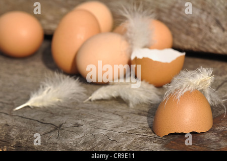 broken egg in downy feathers among other Stock Photo