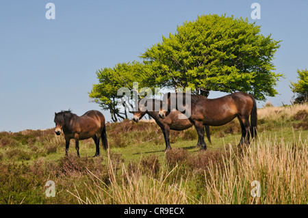 Three Exmoor ponies stood close to road in North Devon close to Combe Martin, Exford Stock Photo