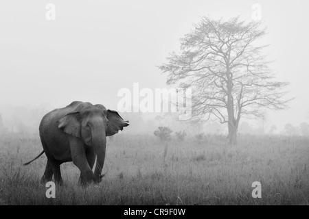 The charging of an elephant in Jim Corbett National Park in Uttarakhand in India Stock Photo