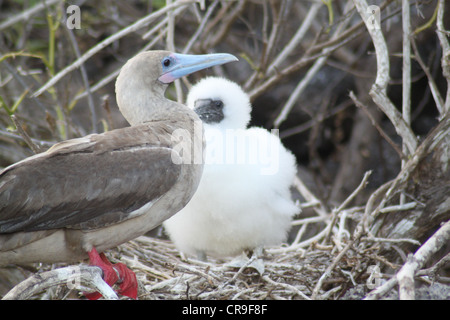 Red footed booby mother guarding her chick Stock Photo