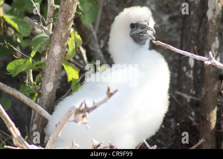 Red Footed Booby chick shows off fluffy feathers Stock Photo