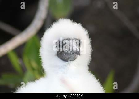 Red Footed Booby chick shows off fluffy feathers Stock Photo