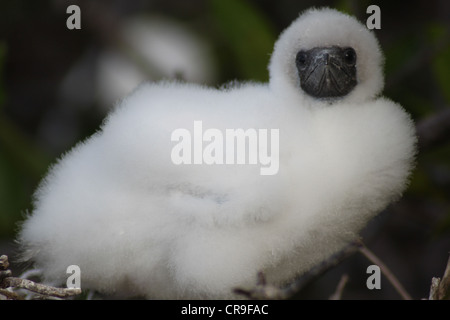 Red Footed Booby chick shows off fluffy feathers Stock Photo