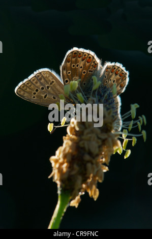 Male Adonis Blue butterfly basking in early morning sun to warm up before flight Stock Photo