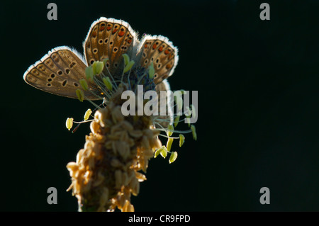 Male Adonis Blue butterfly basking in early morning sun to warm up before flight Stock Photo