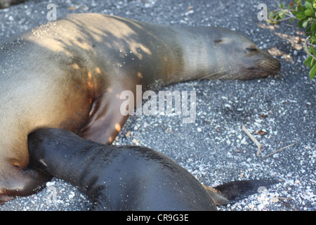 Baby fur seal feeding from mother on beach on Galapagos Islands Stock Photo