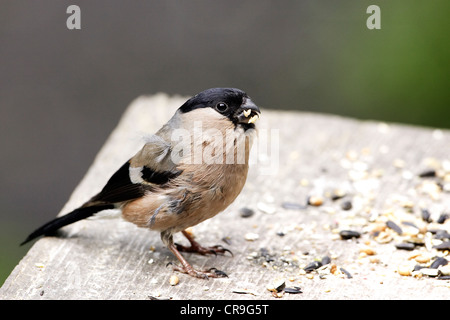 A female Bullfinch (Pyrrhula pyrrhula) in moult perched openly on a feeding table. Stock Photo