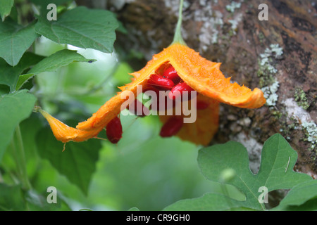 Momordica charantia orange fruit with red seeds Stock Photo