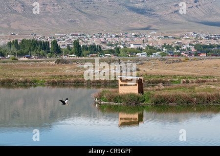 Black-faced ibis (Theristicus melanopis) flying and upland geese (Chloephaga picta) pair standing bird hide Nimez El Calafate Stock Photo