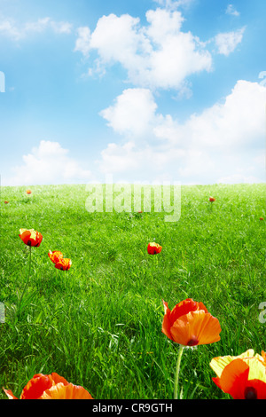 Poppies field on blue sky and clouds background Stock Photo - Alamy