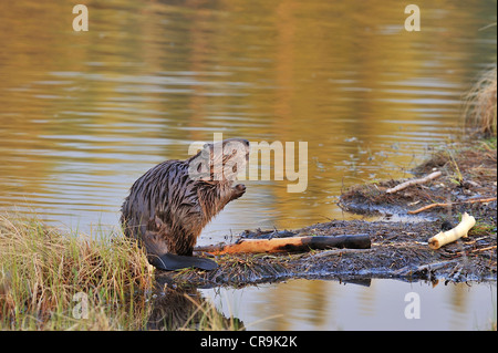 A beaver standing on his rear feet raising up to nibble the fresh green ...