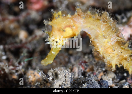Thorny seahorse, Hippocampus hystrix, Lembeh Strait, Sulawesi, Indonesia, Pacific Stock Photo