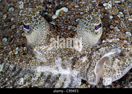 Leopard flounder, Bothus pantherinus, Lembeh Strait, Sulawesi, Indonesia, Pacific Stock Photo