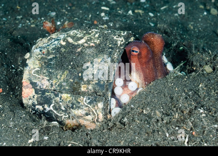 Veined or coconut octopus, Amphioctopus marginatus, Lembeh Strait, Sulawesi, Indonesia, Pacific Stock Photo