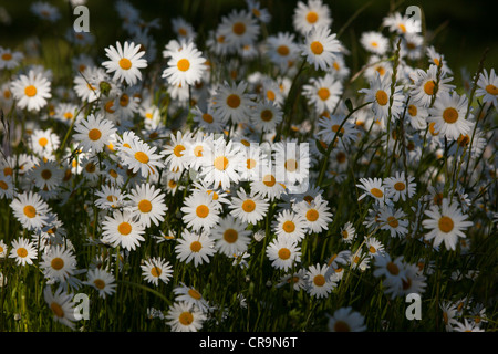 Blooming daisies in the sun on a blurry background of grass Stock Photo ...