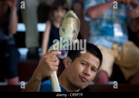 Snake charmer in Phuket snake farm, Thailand Stock Photo