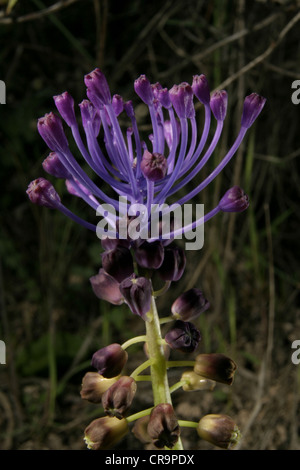 Picture: Steve Race - The flower of the Tassel Hyacinth (Muscari comosum), also known as the Tufted Grape Hyacinth. Stock Photo