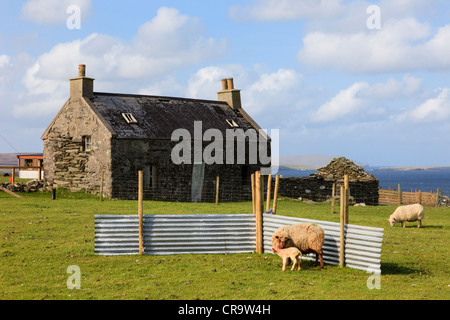 Country scene with ewe and lamb in a corrugated iron sheep shelter by an old stone building on Unst Shetland Islands Scotland UK Stock Photo