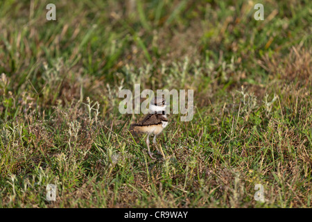 Young killdeer standing in the grass Stock Photo