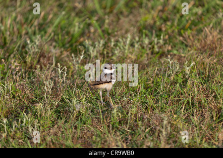 Young killdeer standing in the grass Stock Photo