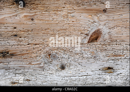 Woodworm holes on old wood Stock Photo