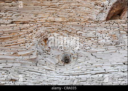 Woodworm holes on old wood Stock Photo